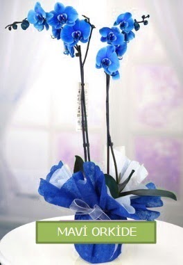 2 dall mavi orkide  Ankara ankaya iekiler 