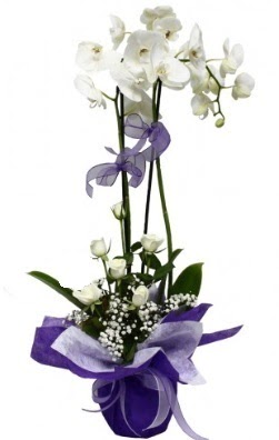 2 dall beyaz orkide 5 adet beyaz gl  Ankara ankaya ieki maazas 