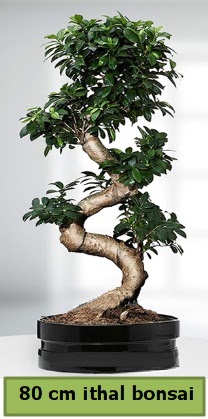 80 cm zel saksda bonsai bitkisi  Ankara ankaya ieki telefonlar 