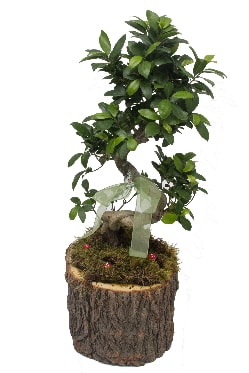 Doal ktkte bonsai saks bitkisi  Ankara ankaya ankaya nternetten iek siparii 